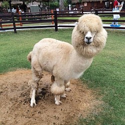 Alpaca Hill